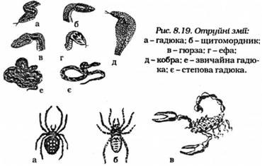 Отруйні види павукоподібних